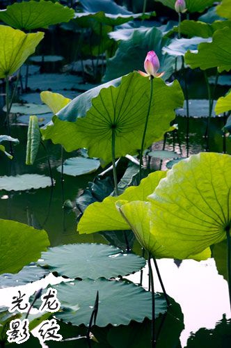 Lotus and Leaves